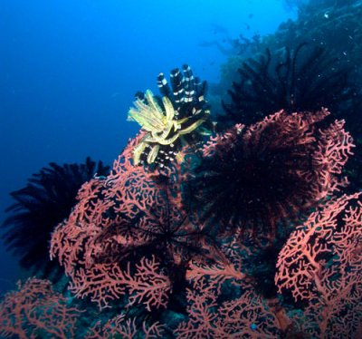 Black yellow feather star