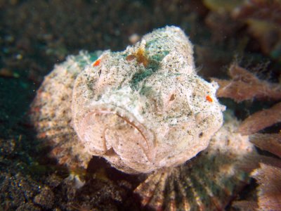White Stonefish