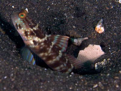 Goby cropped