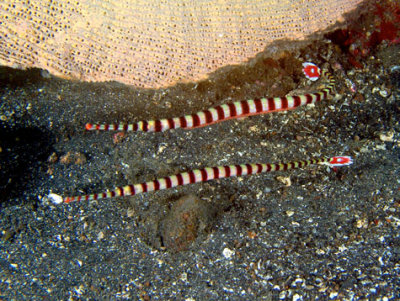  Two Banded Pipefish