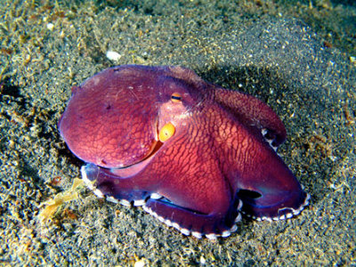 Octopus on the move