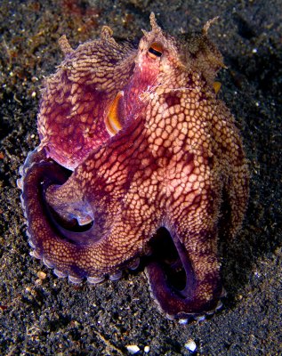 Octopus making a Stand