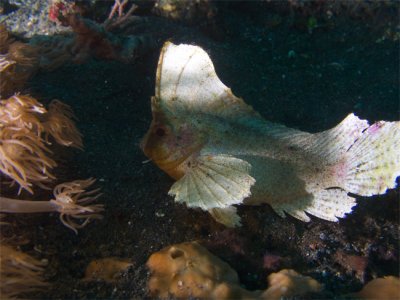 Wasp Leaffish