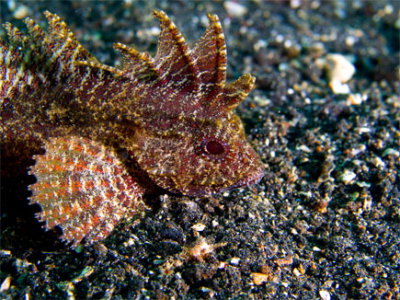 Baby Scorpion fish