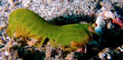 Green Mantis Shrimp