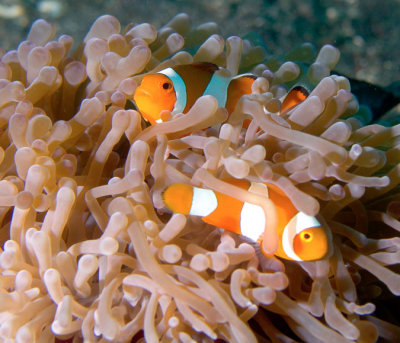 Nemo times Two