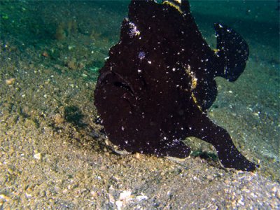 Black Frogfish