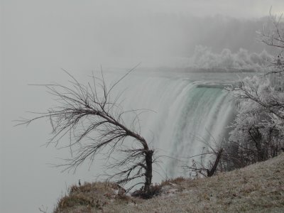 Mist and Tree