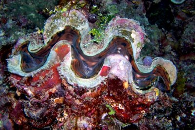 Giant Clam Opening