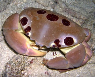 Crab by Scott Evans