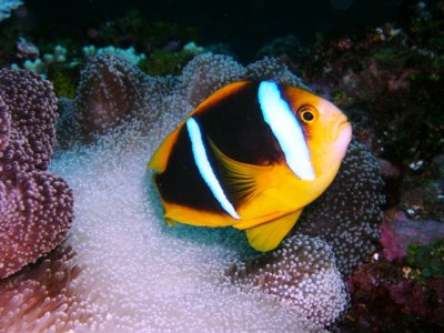 Clownfish  Anenome
