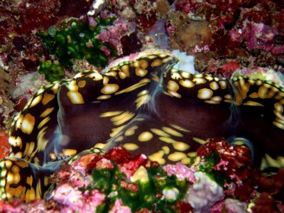 Giant Clam  Openning