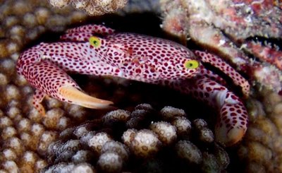 Crab By Scott Evans