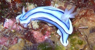 Nudi