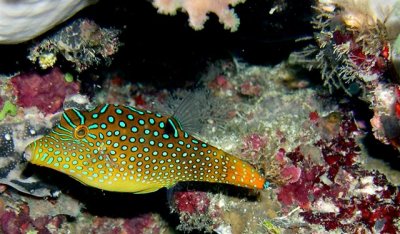 File fish