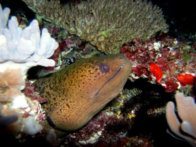 Moray