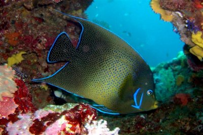 Angel fish reef hole