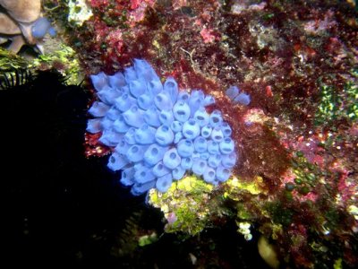 Blue Tunicates