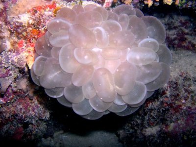 White Tunicates