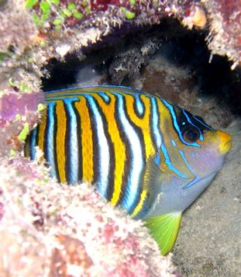 Reef Fish