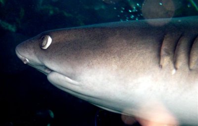 White Tip Shark face shot