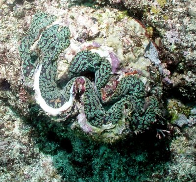 Green Giant Clam