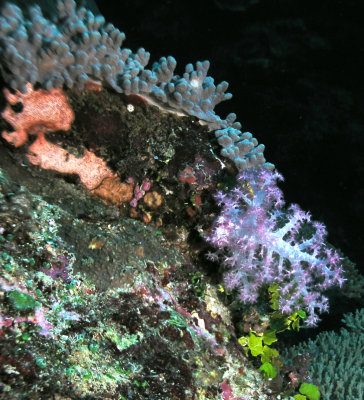 Soft Coral Reef shot