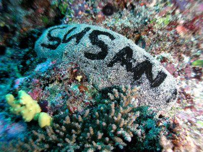 Sea Cucumber Susan