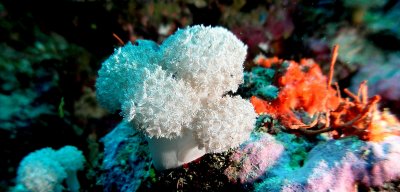 Reef Shot