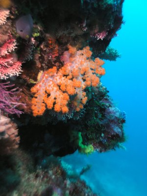 Orange Soft Coral