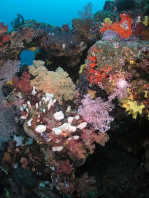 Reef Scene