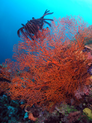 Black Feather star on Huge Red Coral