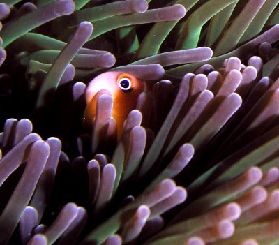 Nemo peaking out