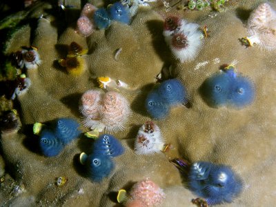 Christmas Tree worm field on coral By Scott Evans