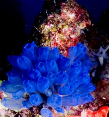 Blue Tunicates By Brant Davis