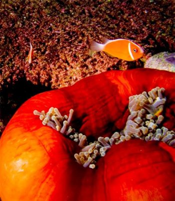 Anenome Clowfish By Brant Davis