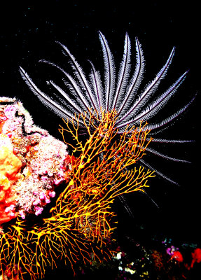 White Feather star