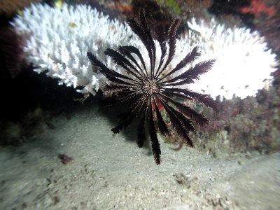 White hard coral with Black Feather star