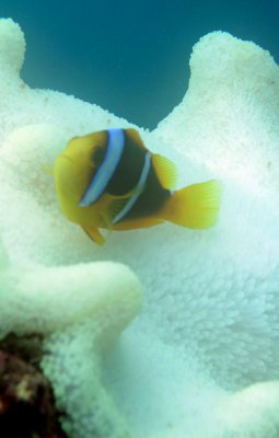 Clownfish