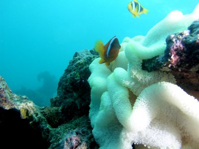 Clownfish