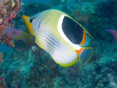 Reef fish By Brant Davis