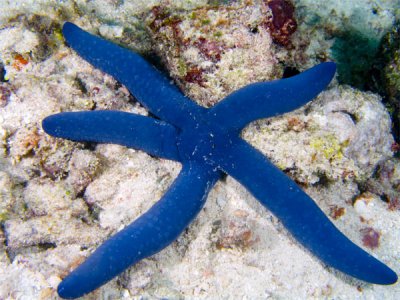Blue Starfish