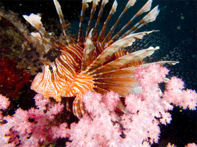 Lionfish By Scott Evans