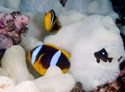 Clownfish Family By Brant Davis