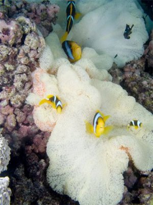 Clownfish Family By Brant Davis