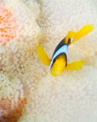 Clownfish By Brant Davis