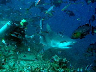Bull Shark feeding station