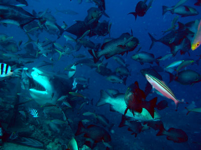 Bull Shark getting his snack