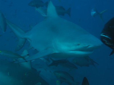 Bull Shark