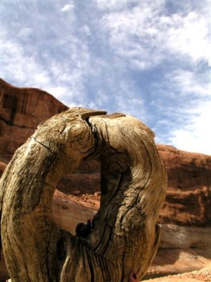 Driftwood & Canyon shot